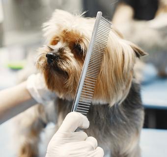 Groomer combing a small dog
